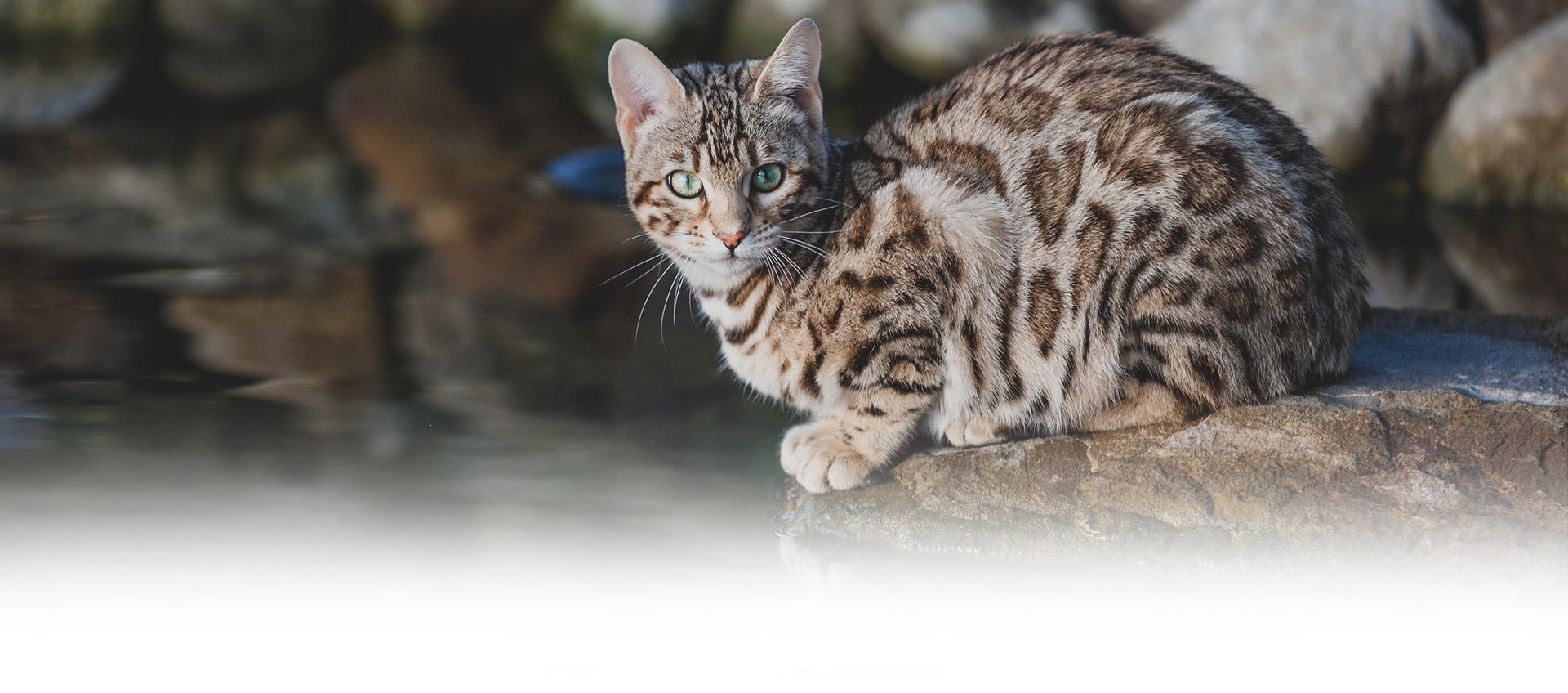 Slajd 2 - przyczajony kot