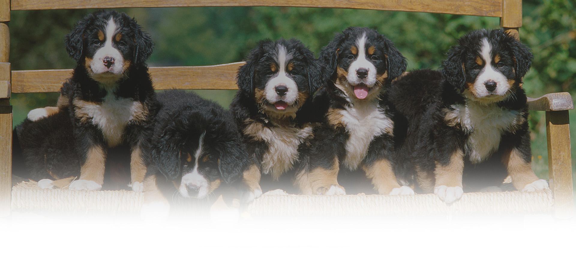 Slajd 1 - szczeniaczki na ławce