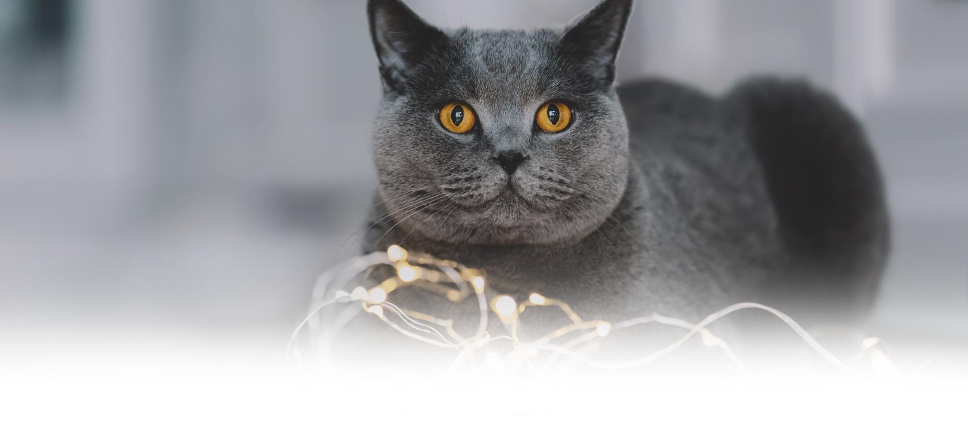 Slajd 3 - przybliżenie na kota